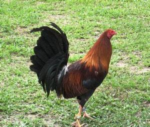 Fighting Vitamin Deficiency in Game Fowls – Sabong .